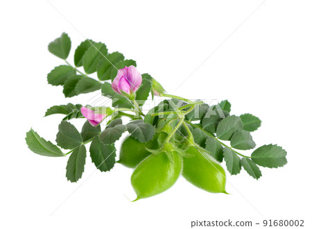 Green chickpeas in the pod with green leaves and flowers, isolated on white background. Cicer arietinum. Clipping path. 91680002