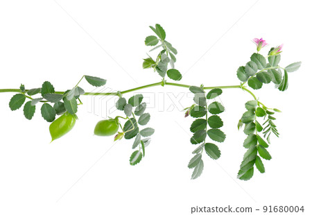 Green chickpeas branch isolated on white background. Chickpea in the pod and flowers. 91680004
