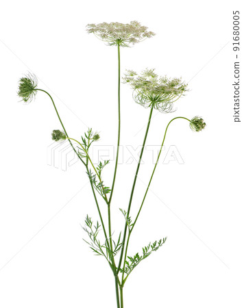 Wild carrot or Daucus carota, flowers isolated on white background. Medicinal herbal plant. 91680005