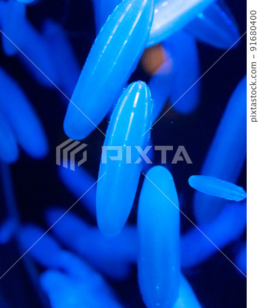 茨城縣常陸那珂市Aqua World Oarai Aquarium 茨城縣常陸那珂市Aqua World Oarai Aquarium 91680400