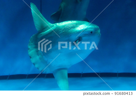 Aqua World Oarai Aquarium, Hitachinaka City, Ibaraki Prefecture Aqua World Oarai Aquarium, Hitachinaka City, Ibaraki Prefecture 91680413