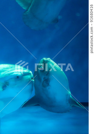 茨城縣常陸那珂市Aqua World Oarai Aquarium 茨城縣常陸那珂市Aqua World Oarai Aquarium 91680416