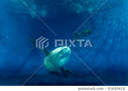 茨城縣常陸那珂市Aqua World Oarai Aquarium 茨城縣常陸那珂市Aqua World Oarai Aquarium 91680418