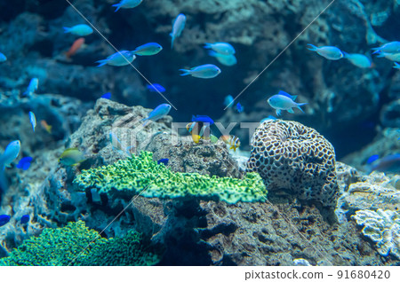 茨城縣常陸那珂市Aqua World Oarai Aquarium 91680420