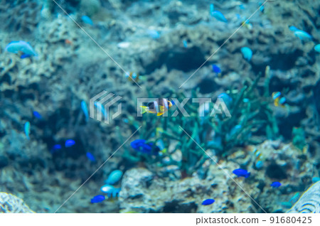 茨城縣常陸那珂市Aqua World Oarai Aquarium 茨城縣常陸那珂市Aqua World Oarai Aquarium 91680425