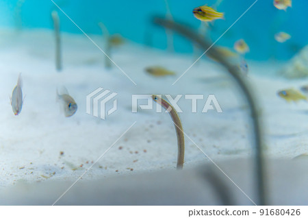 茨城縣常陸那珂市Aqua World Oarai Aquarium 茨城縣常陸那珂市Aqua World Oarai Aquarium 91680426