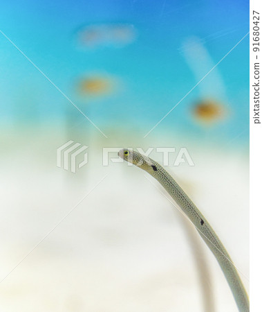 茨城縣常陸那珂市Aqua World Oarai Aquarium 茨城縣常陸那珂市Aqua World Oarai Aquarium 91680427