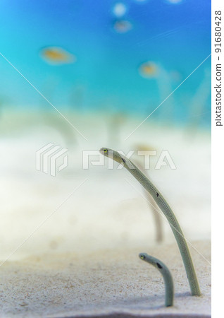 茨城縣常陸那珂市Aqua World Oarai Aquarium 茨城縣常陸那珂市Aqua World Oarai Aquarium 91680428