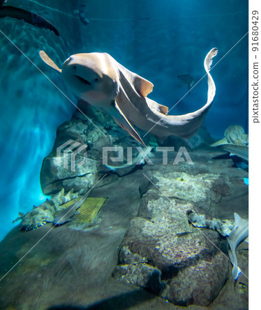茨城縣常陸那珂市Aqua World Oarai Aquarium 茨城縣常陸那珂市Aqua World Oarai Aquarium 91680429
