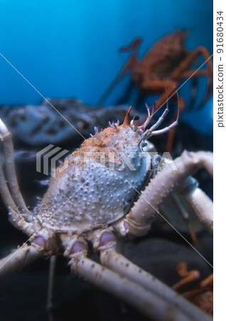 茨城縣常陸那珂市Aqua World Oarai Aquarium 茨城縣常陸那珂市Aqua World Oarai Aquarium 91680434