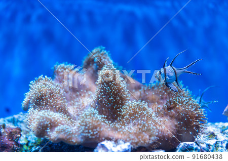 茨城縣常陸那珂市Aqua World Oarai Aquarium 茨城縣常陸那珂市Aqua World Oarai Aquarium 91680438