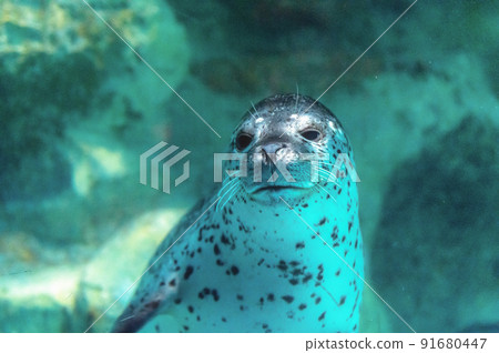 茨城縣常陸那珂市Aqua World Oarai Aquarium 茨城縣常陸那珂市Aqua World Oarai Aquarium 91680447