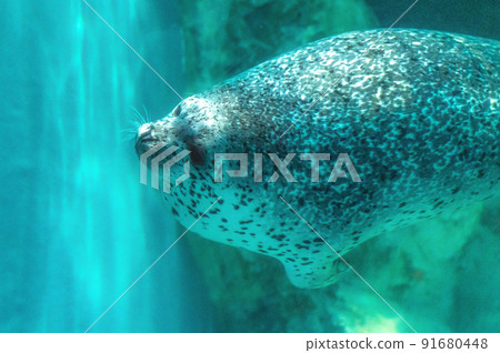 茨城縣常陸那珂市Aqua World Oarai Aquarium 茨城縣常陸那珂市Aqua World Oarai Aquarium 91680448