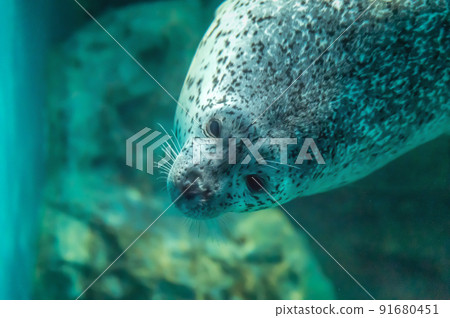 茨城縣常陸那珂市Aqua World Oarai Aquarium 茨城縣常陸那珂市Aqua World Oarai Aquarium 91680451