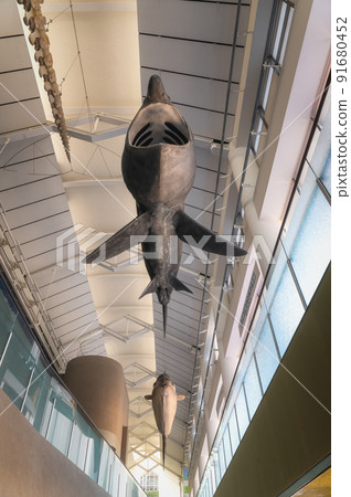 茨城縣常陸那珂市Aqua World Oarai Aquarium 茨城縣常陸那珂市Aqua World Oarai Aquarium 91680452