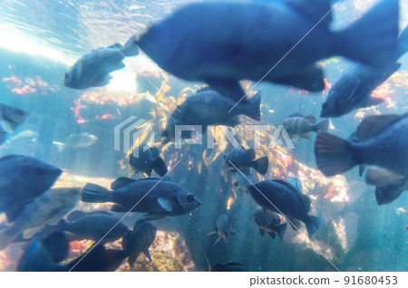 茨城縣常陸那珂市Aqua World Oarai Aquarium 茨城縣常陸那珂市Aqua World Oarai Aquarium 91680453