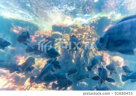 茨城縣常陸那珂市Aqua World Oarai Aquarium 茨城縣常陸那珂市Aqua World Oarai Aquarium 91680455