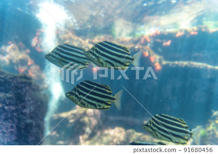 茨城縣常陸那珂市Aqua World Oarai Aquarium 茨城縣常陸那珂市Aqua World Oarai Aquarium 91680456