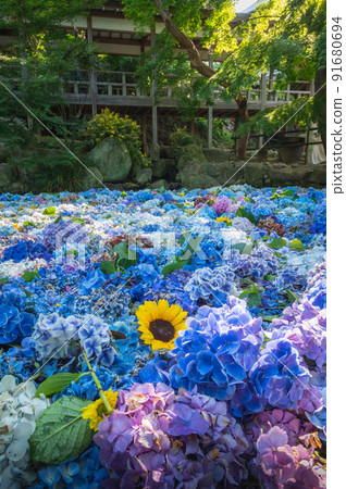 Sakuragawa City, Ibaraki Prefecture, Amabiki Kannon in full bloom of hydrangea in early summer 91680694