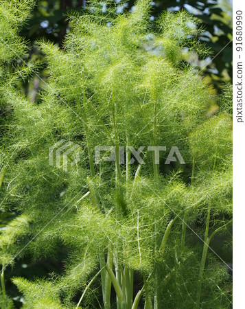 Fennel Fennel 91680990