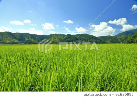 雨季後夏季稻田風光 雨季後夏季稻田風光 91680995