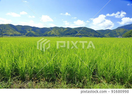 雨季後夏季稻田風光 雨季後夏季稻田風光 91680998