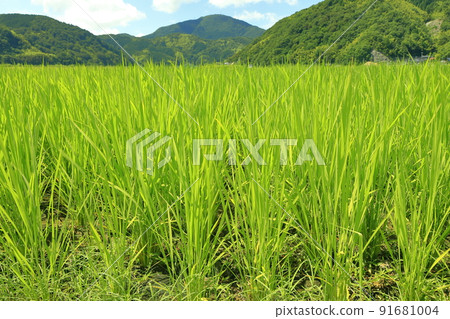 Scenery of rice fields in the summer after the rainy season Scenery of rice fields in the summer after the rainy season 91681004