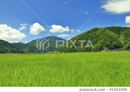 雨季後夏季稻田風光 雨季後夏季稻田風光 91681009