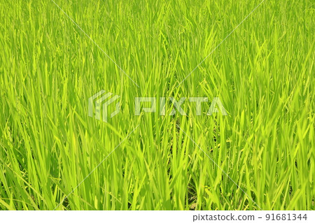 七月初的稻穗 七月初的稻穗 91681344