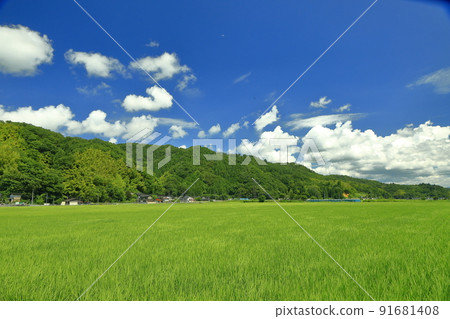Scenery of rice fields in the summer after the rainy season Scenery of rice fields in the summer after the rainy season 91681408