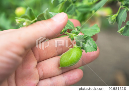 Inflated chickpea pods 91681818