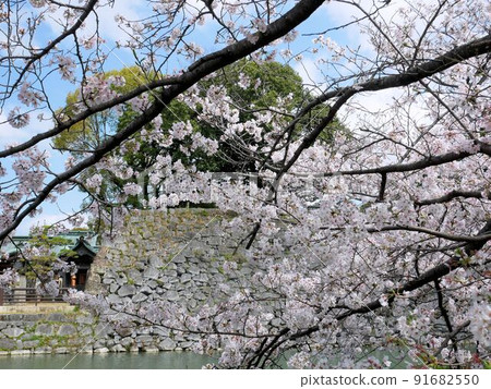 春天八代城遺址石垣和佐倉在八代宮附近(熊本縣八代市) 春天八代城遺址石垣和佐倉在八代宮附近(熊本縣八代市) 91682550