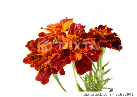 Growing marigolds isolated on white Growing marigolds isolated on white 91682941