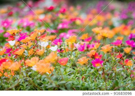 馬齒莧領域盛開 91683096