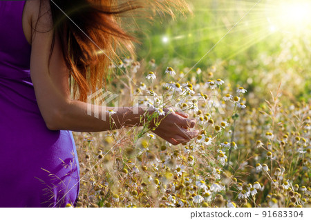 Woman touching nature, field of chamomile in a wild meadow. 91683304
