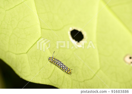 Chestnut tiger larva Chestnut tiger larva 91683886