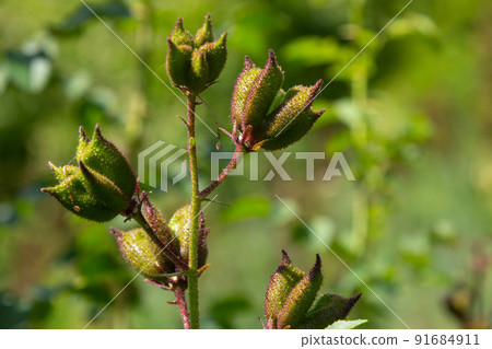 Seeds on stalks Dictamnus Albus is a genus of flowering plant in the family Rutaceae. The flowers white with purple veins or pink, reddish, lilac with dark purple veins 91684911