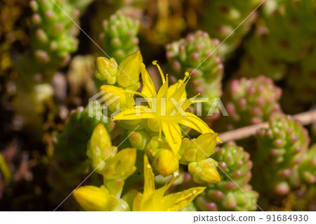 Sedum acre, commonly known as the goldmoss stonecrop, mossy stonecrop, goldmoss sedum, biting stonecrop and wallpepper, is a perennial flowering plant Sedum acre, commonly known as the goldmoss stonecrop, mossy stonecrop, goldmoss sedum, biting stonecrop and wallpepper, is a perennial flowering plant 91684930