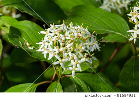 Cornus sanguinea - red dogwood plant in flower and full leaf. Cornus drummondii, with tiny white flowers. Flowering shrub of Cornus controversa in spring garden Cornus sanguinea - red dogwood plant in flower and full leaf. Cornus drummondii, with tiny white flowers. Flowering shrub of Cornus controversa in spring garden 91684931