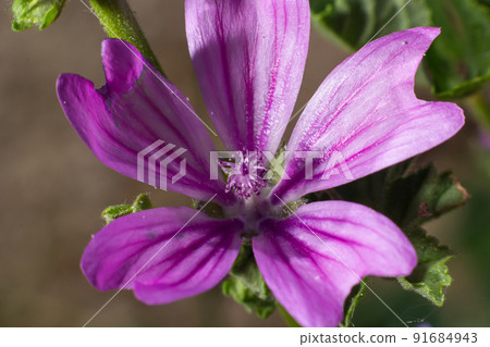 Close up of a purple Malva flower, commonly called a mallow. It is a herbaceous annual, biennial, and perennial plant, family Malvaceae 91684943