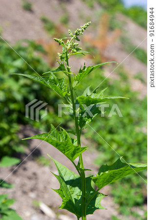 Blitum bonus-henricus, Chenopodium bonus-henricus, Good-king-Henry, Chenopodiaceae. Wild plant shot in summer 91684944