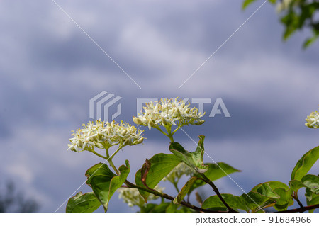 Cornus sanguinea - red dogwood plant in flower and full leaf. Cornus drummondii, with tiny white flowers. Flowering shrub of Cornus controversa in spring garden 91684966