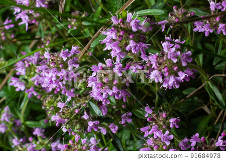 Blossoming fragrant Thymus serpyllum, Breckland wild thyme, creeping thyme, or elfin thyme close-up, macro photo. Beautiful food and medicinal plant in the field in the sunny day Blossoming fragrant Thymus serpyllum, Breckland wild thyme, creeping thyme, or elfin thyme close-up, macro photo. Beautiful food and medicinal plant in the field in the sunny day 91684978