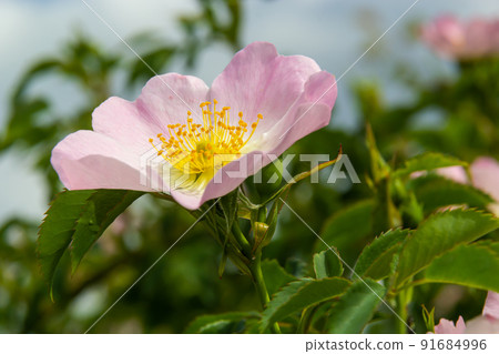Dog rose Rosa canina light pink flowers in bloom on branches, beautiful wild flowering shrub, green leaves Dog rose Rosa canina light pink flowers in bloom on branches, beautiful wild flowering shrub, green leaves 91684996