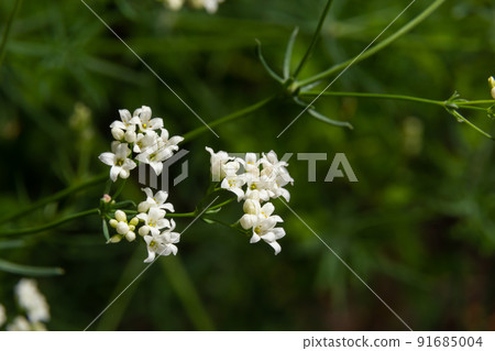 Macro photo of a flower of a waxy bedstraw plant, Galium glaucum Macro photo of a flower of a waxy bedstraw plant, Galium glaucum 91685004