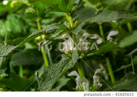 Lamium album, commonly called white nettle or white dead-nettle, is a flowering plant in the family Lamiaceae 91685015