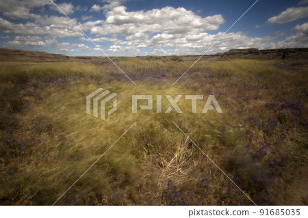 Windy field scenery Windy field scenery 91685035