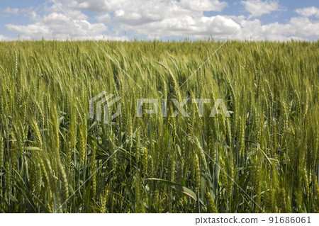 Wheat field landscape Wheat field landscape 91686061