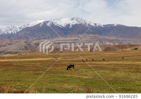 Cattle on a pasture in Kyrgyzstan Cattle on a pasture in Kyrgyzstan 91686285
