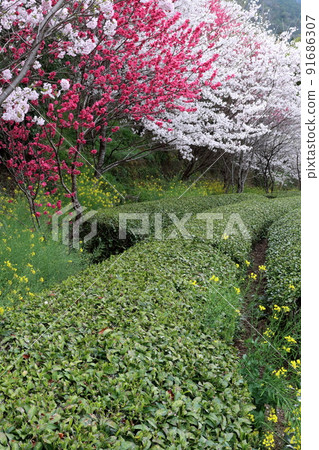 花桃茶園(高知縣寺村花村公園) 花桃茶園(高知縣寺村花村公園) 91686307